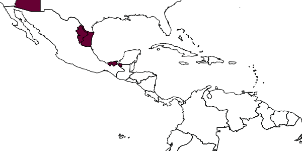 map of Ischnus velutinus     Townes, in Townes & Townes, 1962